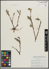 Foto von Salix arctica Pall.